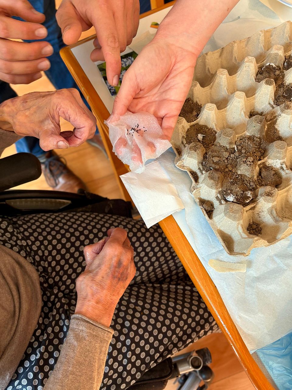 Mehrere Hände bereiten das Einpflanzen von Samen vor: Eine Person hält ein Stück Küchenpapier mit kleinen schwarzen Samen, daneben ein mit Erde gefüllter Eierkarton auf einem Tisch. Die Szene zeigt generationenübergreifende Zusammenarbeit.