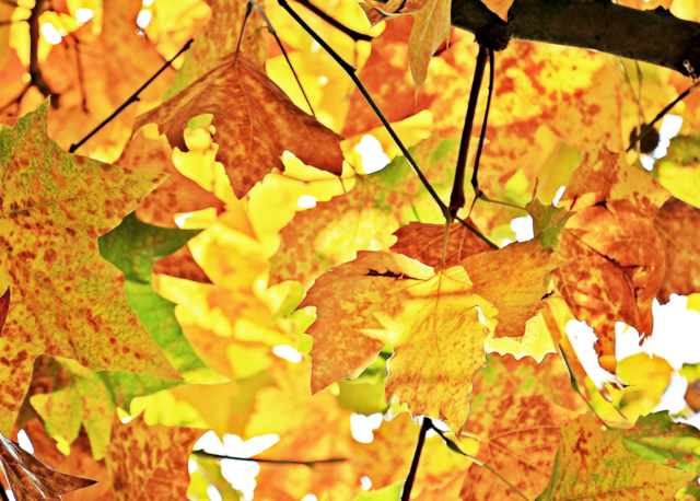 Goldener Herbst