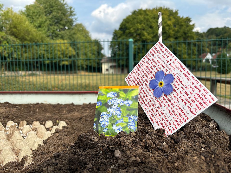 Ein Samentütchen mit Vergissmeinnicht und ein Schild mit der Aufschrift „Vergiss mich nicht“ in vielen Sprachen stecken in frischer Erde. Im Hintergrund ein Gartenbeet, grüne Bäume und ein Zaun.